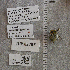  (Diadasia sphaeralcearum/affinis - UAIC1177117)  @11 [ ] CC BY (2025) Arizona-Sonora Desert Museum Arizona-Sonora Desert Museum
