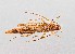  ( - UAIC1125715)  @11 [ ] by (2021) Wendy Moore University of Arizona Insect Collection