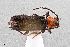  ( - UAIC1125718)  @11 [ ] by (2021) Wendy Moore University of Arizona Insect Collection
