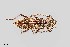  (Brothylus - UAIC1125726)  @11 [ ] by (2021) Wendy Moore University of Arizona Insect Collection