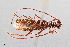  (Aneflomorpha cazieri - UAIC1125730)  @11 [ ] by (2021) Wendy Moore University of Arizona Insect Collection