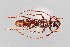  (Aneflomorpha parkeri - UAIC1125732)  @11 [ ] by (2021) Wendy Moore University of Arizona Insect Collection