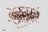  ( - UAIC1125750)  @11 [ ] by (2021) Wendy Moore University of Arizona Insect Collection