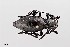  (Moneilema gigas - UAIC1125774)  @11 [ ] by (2021) Wendy Moore University of Arizona Insect Collection