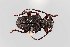  ( - UAIC1125781)  @11 [ ] by (2021) Wendy Moore University of Arizona Insect Collection