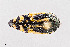  ( - UAIC1125796)  @11 [ ] by (2021) Wendy Moore University of Arizona Insect Collection