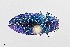 ( - UAIC1125831)  @11 [ ] by (2021) Wendy Moore University of Arizona Insect Collection