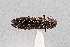  ( - UAIC1125853)  @11 [ ] by (2021) Wendy Moore University of Arizona Insect Collection