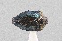  (Pachyschelus secedens - UAIC1125872)  @11 [ ] by (2021) Wendy Moore University of Arizona Insect Collection