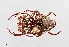  ( - UAIC1125892)  @11 [ ] by (2021) Wendy Moore University of Arizona Insect Collection