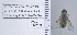  (Paravilla flavipilosa - UAIC1127475)  @11 [ ] by (2022) Charles Bradley The University of Arizona