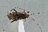  ( - UAIC1135543)  @11 [ ] by (2021) Wendy Moore University of Arizona Insect Collection