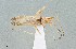  (Gracilimiris wheeleri - UAIC1135556)  @11 [ ] by (2021) Wendy Moore University of Arizona Insect Collection