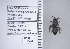  ( - UAIC1138681)  @11 [ ] by (2021) Wendy Moore University of Arizona Insect Collection