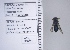  ( - UAIC1138682)  @11 [ ] by (2021) Wendy Moore University of Arizona Insect Collection
