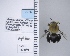  ( - UAIC1138695)  @11 [ ] by (2021) Wendy Moore University of Arizona Insect Collection