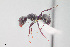  (Camponotus mina - UAIC1148204)  @11 [ ] Unspecified (default): All Rights Reserved (2023) Wendy Moore University of Arizona