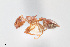  (Crematogaster browni - UAIC1148208)  @11 [ ] Unspecified (default): All Rights Reserved (2023) Wendy Moore University of Arizona