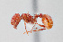  (Pogonomyrmex huachucanus - UAIC1148249)  @11 [ ] Unspecified (default): All Rights Reserved (2023) Wendy Moore University of Arizona