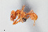  (Acromyrmex versicolor - UAIC1148274)  @11 [ ] Unspecified (default): All Rights Reserved (2023) Wendy Moore University of Arizona