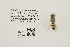 ( - UAIC1191024)  @11 [ ] CC BY (2025) University of Arizona Insect Collection University of Arizona Insect Collection