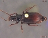  (Patrobus cinctus - UAM:Ento:92227)  @14 [ ] CreativeCommons - Attribution Non-Commercial No Derivatives (2012) Derek Sikes University of Alaska Museum