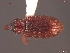  (Dorytomus leucophyllus - UAM:Ento:70963)  @13 [ ] CreativeCommons - Attribution Non-Commercial No Derivatives (2012) Derek Sikes University of Alaska Museum
