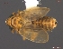  (Javesella - UAM:Ento:76557)  @14 [ ] CreativeCommons - Attribution Non-Commercial No Derivatives (2013) Derek Sikes University of Alaska Museum