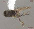  (Hydrellia tenebricosa - UAM:Ento:163771)  @13 [ ] CreativeCommons - Attribution Non-Commercial No Derivatives (2013) Derek Sikes University of Alaska Museum
