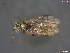  (Acantholyda maculiventris - UAM:Ento:113019)  @12 [ ] CreativeCommons - Attribution Non-Commercial No Derivatives (2013) Derek Sikes University of Alaska Museum