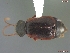  (Phlaeopterus castaneus - UAM:Ento:132746)  @14 [ ] CreativeCommons - Attribution Non-Commercial No Derivatives (2013) Derek Sikes University of Alaska Museum