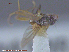  (Pteromicra pectorosa - UAM:Ento:22493)  @12 [ ] CreativeCommons - Attribution Non-Commercial No Derivatives (2015) Derek Sikes University of Alaska Museum