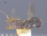  (Pteromicra pleuralis - UAM:Ento:22110)  @12 [ ] CreativeCommons - Attribution Non-Commercial No Derivatives (2015) Derek Sikes University of Alaska Museum