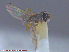  ( - UAM:Ento:23208)  @12 [ ] CreativeCommons - Attribution Non-Commercial No Derivatives (2015) Derek Sikes University of Alaska Museum