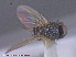  ( - UAM:Ento:22779)  @11 [ ] CreativeCommons - Attribution Non-Commercial No Derivatives (2015) Derek Sikes University of Alaska Museum