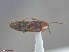  ( - UAM:Ento:29503)  @11 [ ] CreativeCommons  Attribution Non-Commercial No Derivatives (2016) Derek Sikes University of Alaska Museum