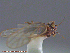  ( - UAM:Ento:17405)  @11 [ ] CreativeCommons - Attribution Non-Commercial No Derivatives (2014) Derek Sikes University of Alaska Museum