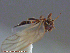  ( - UAM:Ento:17397)  @11 [ ] CreativeCommons - Attribution Non-Commercial No Derivatives (2014) Derek Sikes University of Alaska Museum