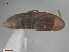  ( - UAM:Ento:69279)  @11 [ ] CreativeCommons  Attribution Non-Commercial No Derivatives (2016) Derek Sikes University of Alaska Museum