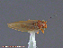  ( - UAM:Ento:71028)  @11 [ ] CreativeCommons - Attribution Non-Commercial No Derivatives (2014) Derek Sikes University of Alaska Museum