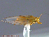  ( - UAM:Ento:70477)  @11 [ ] CreativeCommons - Attribution Non-Commercial No Derivatives (2014) Derek Sikes University of Alaska Museum