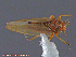  ( - UAM:Ento:71032)  @11 [ ] CreativeCommons - Attribution Non-Commercial No Derivatives (2014) Derek Sikes University of Alaska Museum