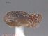  ( - UAM:Ento:87396)  @12 [ ] CreativeCommons - Attribution Non-Commercial No Derivatives (2015) Derek Sikes University of Alaska Museum