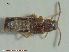  ( - UAM:Ento:82950)  @12 [ ] CreativeCommons - Attribution Non-Commercial No Derivatives (2015) Derek Sikes University of Alaska Museum