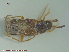  ( - UAM:Ento:82261)  @12 [ ] CreativeCommons - Attribution Non-Commercial No Derivatives (2015) Derek Sikes University of Alaska Museum