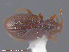  ( - UAM:Ento:80750)  @13 [ ] CreativeCommons - Attribution Non-Commercial No Derivatives (2015) Derek Sikes University of Alaska Museum