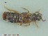  ( - UAM:Ento:80710)  @11 [ ] CreativeCommons - Attribution Non-Commercial No Derivatives (2015) Derek Sikes University of Alaska Museum