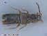  ( - UAM:Ento:80973)  @11 [ ] CreativeCommons - Attribution Non-Commercial No Derivatives (2015) Derek Sikes University of Alaska Museum