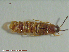  ( - UAM:Ento:80975)  @11 [ ] CreativeCommons - Attribution Non-Commercial No Derivatives (2015) Derek Sikes University of Alaska Museum
