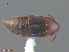  ( - UAM:Ento:79461)  @11 [ ] CreativeCommons  Attribution Non-Commercial No Derivatives (2016) Derek Sikes University of Alaska Museum
